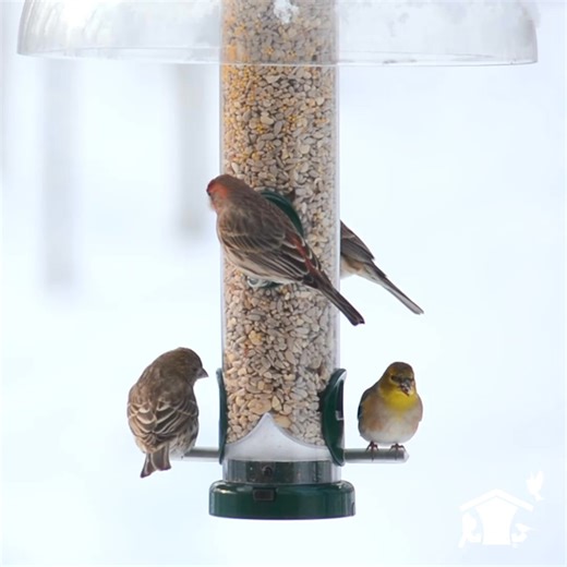 "WBU changed my birding experience. Now instead of squirrels and grackles, I have a yard FILLED with a variety of welcomed birds. The staff are awesome, friendly, and so helpful. Just visit them for a little chat, they will guide you in the right direction." Our customers love us and so will you! Visit your local Wild Birds Unlimited store today. | Wild Birds Unlimited
