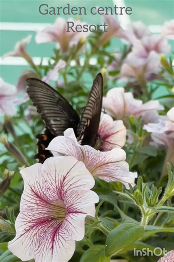 Feel the nature at Garden Centre Resort | Garden Centre Resort
