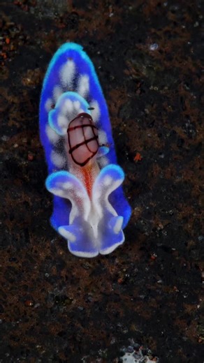 MatahariTulambenResort on Instagram: "Cute 🥺? A tiny sea slug - juvenile Micromelo guamensis. The body length of this creature is approximately 7mm 🔬 The video was taken at a depth of 10m 🤿 Tulamben, Bali, Indonesia 🏝#underwaterreels #divetulamben #underwatervideo #underwatervideos #underwatervideographer #underwaterlife🐋🐬 #tulamben #mataharitulamben #divelife #tulambenbali #underwatermacro #underwatermacrophotography #underwatermacrophotographers #underwatermacrovideography #micromelo"