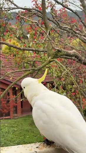 Australian Bird Calls That Sound Unreal #birds #wildlife #shorts