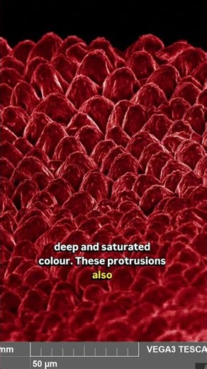 Rose petal in electron microscope #microscope #science #valentinesday #plants