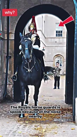 The Story Behind the King's Guard Horse Incident