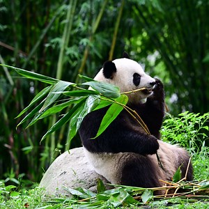 🌿🐼 Panda Alert: Cuteness Overload! 🐼🌿 Hey, panda lovers! 🐾✨ I'm not just a panda 🐼—I’m the ultimate cuddly companion, and I’m here to steal your hearts (and maybe your snacks too 🍃🥒)! Can you handle all this fluff? 😎💕 Who wouldn’t want a panda cuddle session? 🥰💭 #PandaVibes #TooCuteToHandle #PawsitiveEnergy #FluffSquad | The South