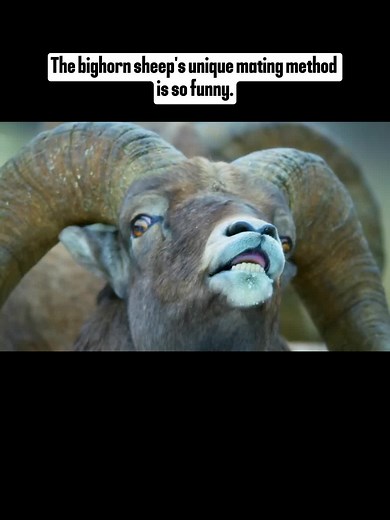 The bighorn sheep’s unique mating method is so funny.#sheep #animal #animals #animalworld #animalsoftiktok #forgourpage #fyp