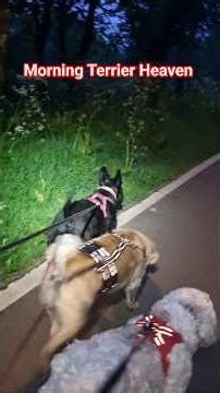 Terriers on their morning heaven 💓💕💕💕