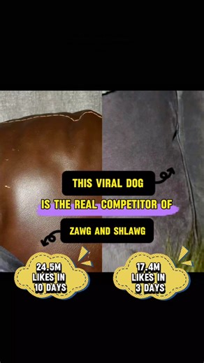 Zawg and Shlawg dogs viral video in which 2 dogs are wearing Clothes on a Couch! Here goes another Video of a Dog wearing Clothes on a Couch! . . . . . . . Zawg and Shlawg Original Video Zawg and Shlawg The Viral Dog 2 dogs on a couch Dog wearing Clothes 2 dogs wearing clothes on a couch Zawg and Shlawg Viral Video Original Video of Zawg and Shlawg 2 dogs on a couch original video #zawgandshlawg #dogtok #dogsoftiktok #dogsoftiktokviral #zawgandschlawg #fyp #foryou