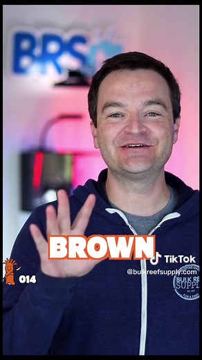 Copepods: The Ultimate Solution for Algae Problems