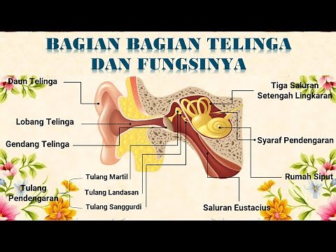 Parts of the Ear and Their Functions