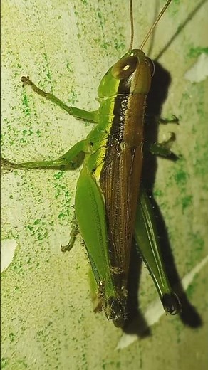 The Green Jumper: Nature’s Incredible Engineering! 🦗✨