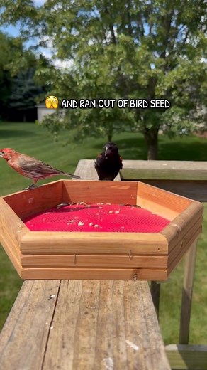 Shop All Wild Bird Essentials at Chewy! | Chewy