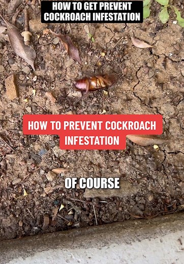 Effective Ways to Prevent Cockroach Infestation