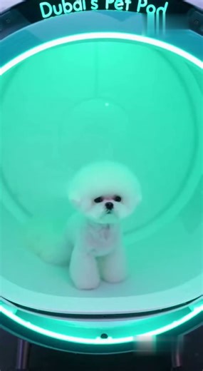 Maltese Enters Dubai’s Pet Pod… Comes Out Fully Groomed! ✨🐶