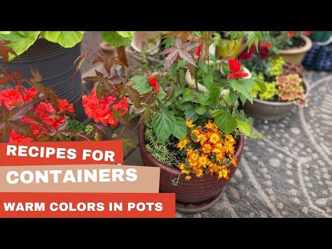 Summer container recipes🥗mixed pots with warm summer colors