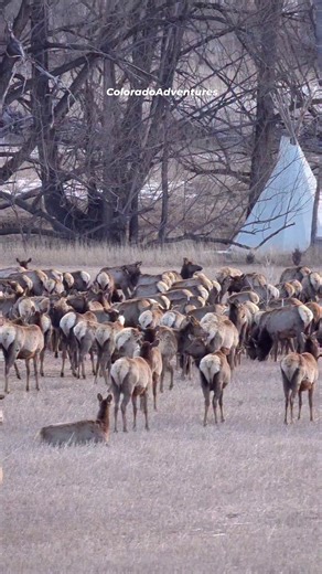 Large elk herd near Loveland, Co. #elk #elkherd #Colorado #coloradoadventures #animals | Colorado Adventures
