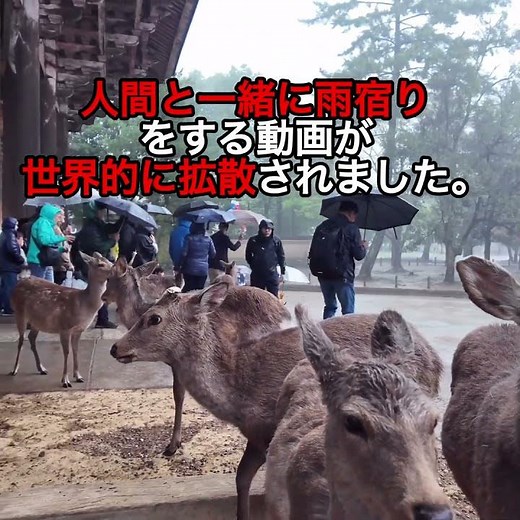 Deer sheltering from the rain with people in Nara Park