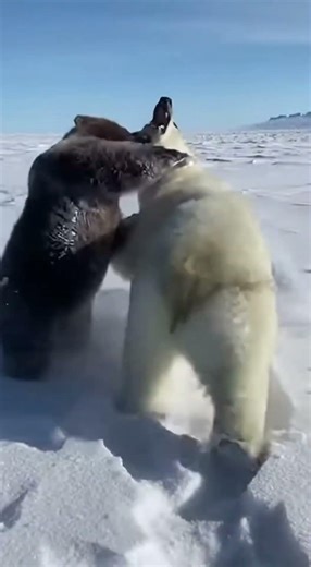 These Polar Bear Siblings Are Absolutely Vicious #nature #animals #shorts