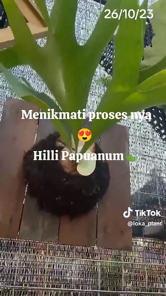 Discovering the Beauty of Hilli Papuanum Plants in Bali 🌿