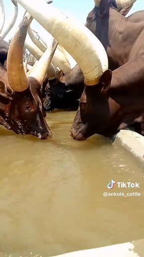 Exploring the ankole cattle heritage in Uganda