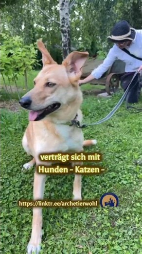 💛 STRELKA – die sanfte Schönheit aus Belarus sucht ihr Für-Immer-Zuhause 💛