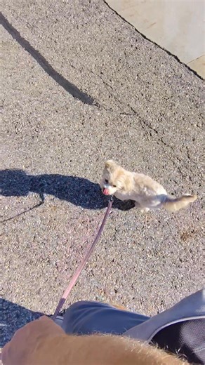 Today I had a consultation with an older couple and their dog, Emma. Emma is a two-year-old Havapoo. The owners have struggled with her excessive barking at guests in the home and on walks. She would lunge towards dogs and people alike. The owners tried several different things to try and remedy the situation, without any luck. After the initial meet and greet and me observing how both the owner is interacting but how Emma is with me and her owners. She would bark at me and then back away. Emma 