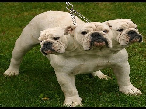 20 Amazing Animal Hybrids