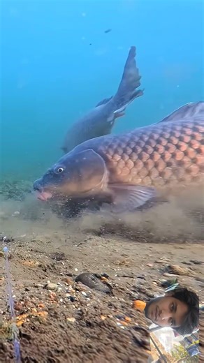 Carp Does an Acrobatic Flip for a Boilie #fish #viralvideo #ytshorts #nature #shorts