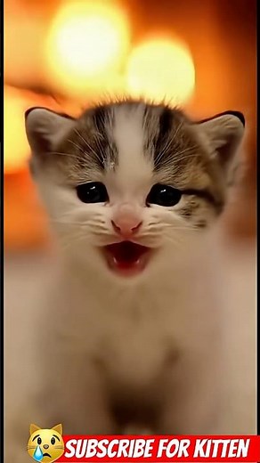 Frozen Calico Kitten Cries for Mom in Snowstorm! 🌨️🐱💔