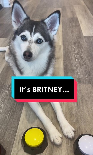 Sapphie the Pomsky (@sapphie_the_pomsky)’s videos with original sound - Sapphie the Pomsky