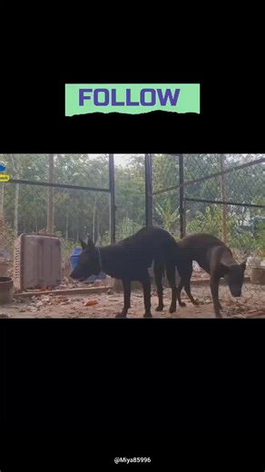 Dogs Life Part 5 🐶 | Daily Life in the Kennel & Responsible Breeding Education #Dogs #DogBreeding #KennelLife #DogLovers #AnimalEducation #Pets #ViralVideos