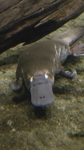 36K views · 1.4K reactions | Seventeen-second brain break courtesy of...