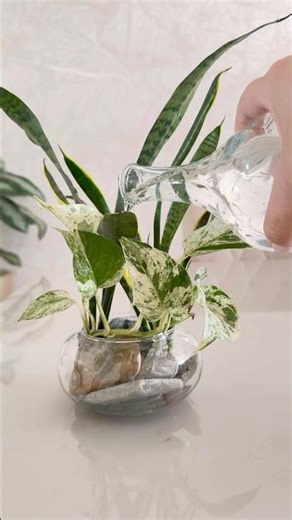 Hidroponia com plantas e decoração 🪴💚🌱#plants #garden #arranjofloral