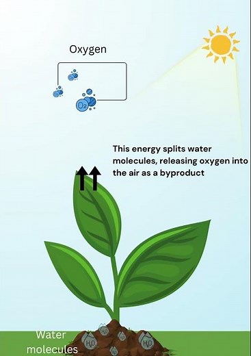 Photosynthesis Process #fyp #trending #viral #science #biology