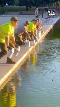 Crews seen pouring hydrogen peroxide into Lincoln Memorial reflecting pool to kill algae