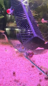 And here is why you definitely need heater guards with plecs 🤪 #aquarium #fish | Mother of Aquatics - Victor Aquatics