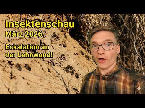 Insektenschau I März 2026 I Eskalation an der Lehmwand!