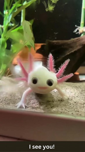 Axolotl Googly Eyes Fun - Funny Animal Videos