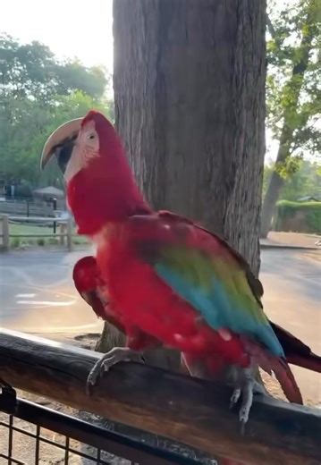 Dance your way to the Zoo this Labor Day weekend, just like Chip the green-winged macaw! The Zoo is open from 10 am to 8 pm through August 31, and then from 10 am to 5 pm from September 1 through October 31! Macaw dance party shared by Keeper Sabrina. | Potawatomi Zoo