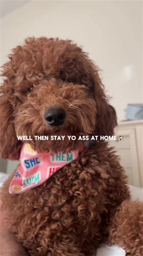 Golden Doodle: A Heartwarming Family Pet