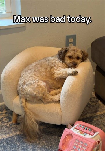 he is smirking | toddler