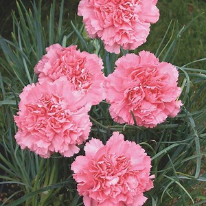 Dianthus caryophyllus - Alchetron, The Free Social Encyclopedia