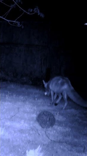 a roam a shock a tackle #fox #hedgehog #wildlife #animals