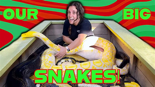 In a box with giant snakes 🐍 + feeding a wild monitor lizard 🦎