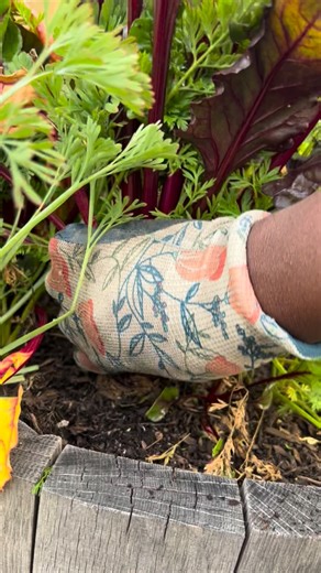 How do you grow beets? BEETS me! 😂 Just kidding, we’ll let you in on our process: First, we soaked the seeds in water for 24 hours prior to planting. Then we direct sowed the beet seeds about 1/2 inch deep in good quality soil. The area where this planter is located is in full sun. Once we achieved germination, we thinned the beets so that there was about 5 inches of space in between in seedling. Then all we did is water them regularly and patiently wait for our harvest! #veggiegarden #ediblega