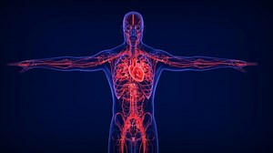 Human Circulatory System Medical Animation3d Stock Footage Video (100% Royalty-free) 1097827593 | Shutterstock