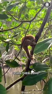 34K views · 2K reactions | Today's creature: The Silky Anteater 殮 The silky anteater, also known as the pygmy anteater, has traditionally been considered a single species of anteater, Cyclopes didactylus, in the genus Cyclopes, the only living genus in the family Cyclopedidae. Found in southern Mexico, and Central and South America, it is the smallest of all known anteaters. (Wikipedia)  @1minuteanimals IG | Angry Trini | Facebook