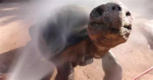 Showers and icy treats help animals endure Arizona's historic heat wave