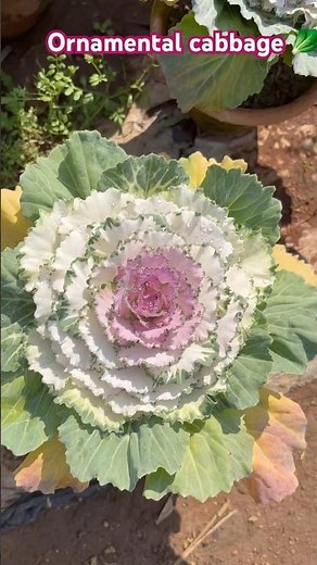 Ornaments cabbage 🥬 ‪@skplantcare‬ #skplantcare