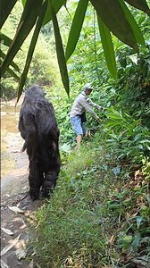 scary incident wild camping in the forest #scary #creepy #ghost #monster #horror