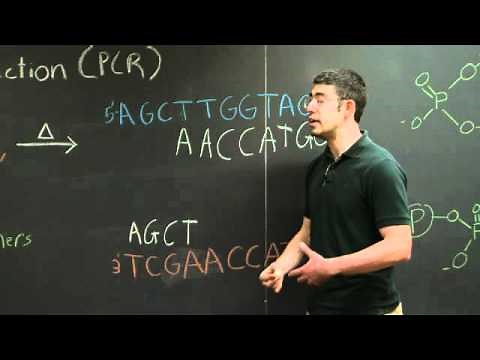Polymerase Chain Reaction (PCR) | MIT 7.01SC Fundamentals of Biology
