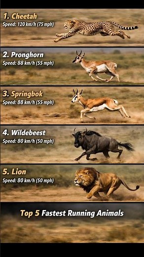 🐆 Fastest Animals on Land – You Won’t Believe #1!